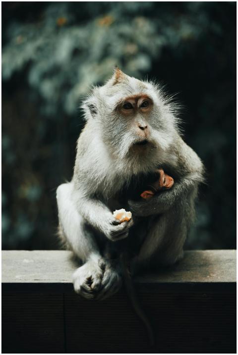A macaque monkey sits and eats fruit on a wooden l