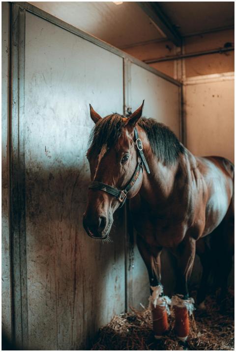 A majestic horse standing in a stable, exuding gra