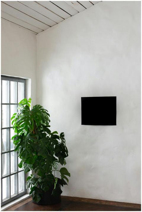 Bright minimalist room featuring a thriving Monste