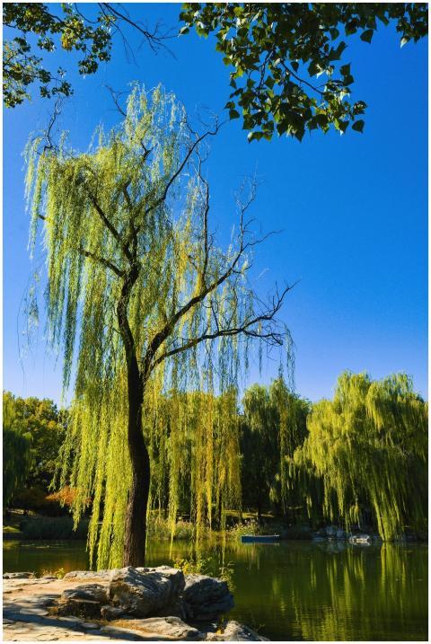 Tranquil Summer Scene Beijing