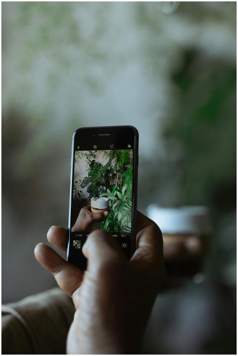 Hand holding smartphone capturing a plant in a sty