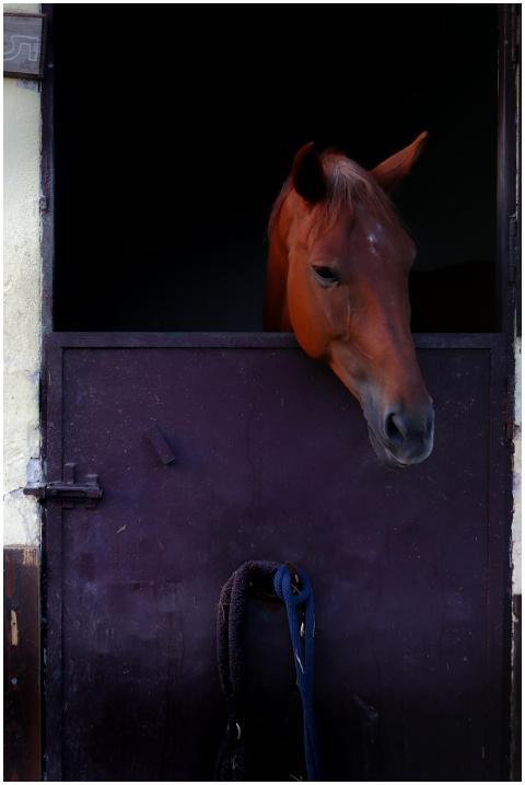 Elegant chestnut horse peering out from a stable d