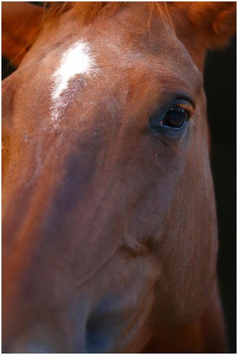Detailed close-up of a brown horse, highlighting i