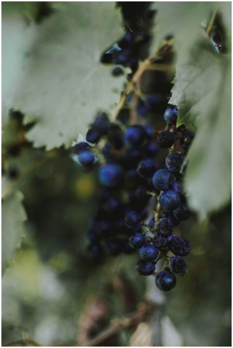 Clusters of deep purple wine grapes hanging on the