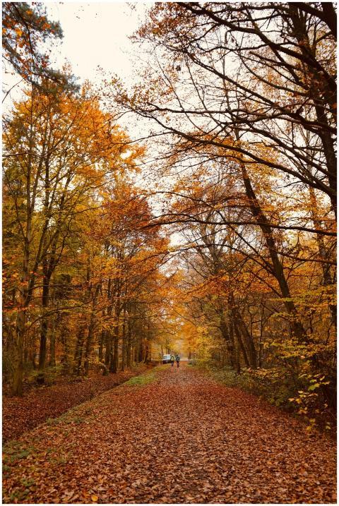 A serene autumn scene with a path covered in golde
