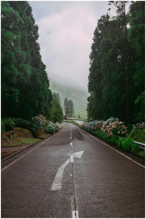 Empty road surrounded by lush greenery and mist in