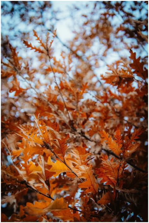 Close-up of vibrant autumn oak leaves in a natural