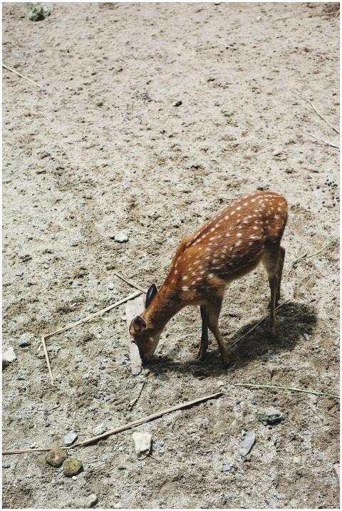 A lone sika deer feeds on sandy ground, surrounded