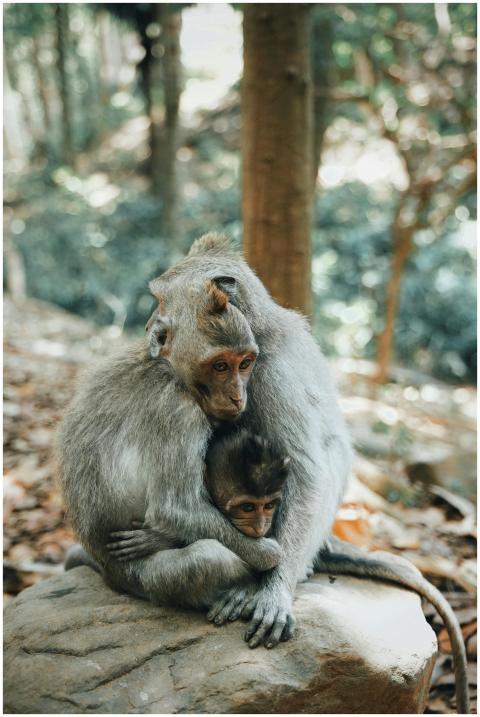 A tender moment between a mother and baby macaque