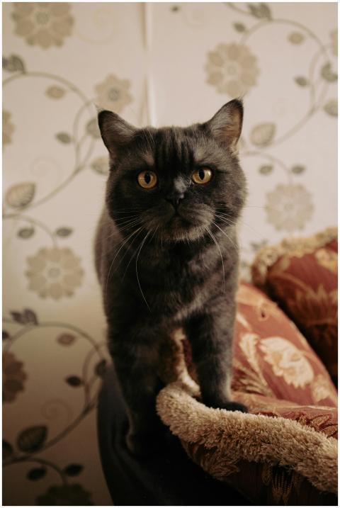 Adorable British Shorthair cat standing on a sofa