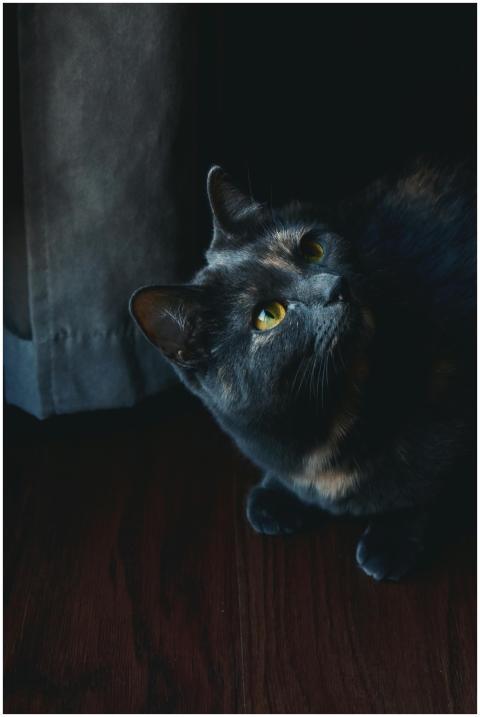 A black domestic cat with yellow eyes looks upward
