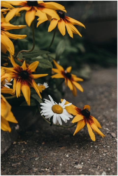 Close-up of vibrant yellow coneflowers and white d