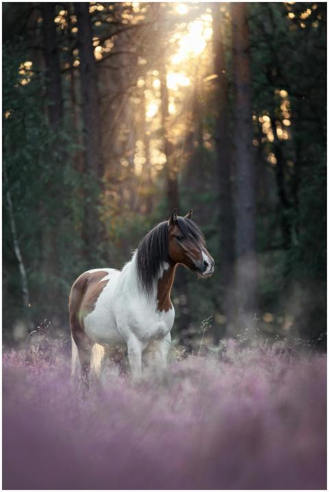 A graceful horse stands in a tranquil forest as su