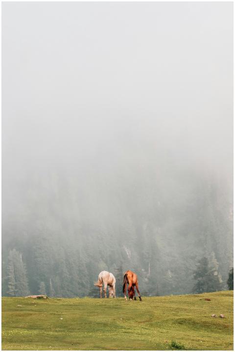Two horses peacefully graze on a lush meadow surro