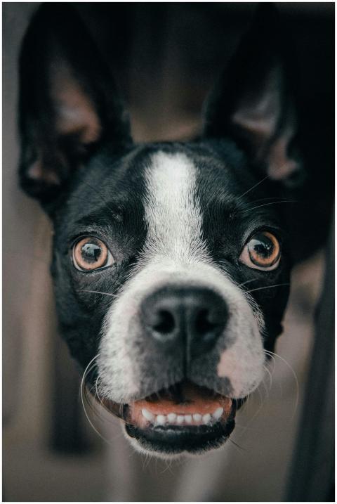 Close-up portrait of a Boston Terrier dog with exp