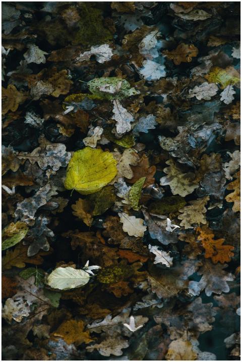 A collection of autumn oak leaves in various color