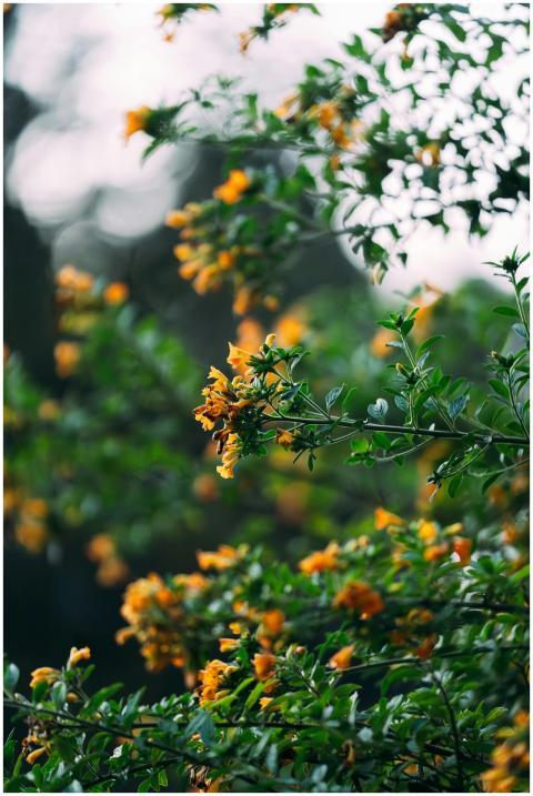 A detailed view of vibrant yellow flowers against