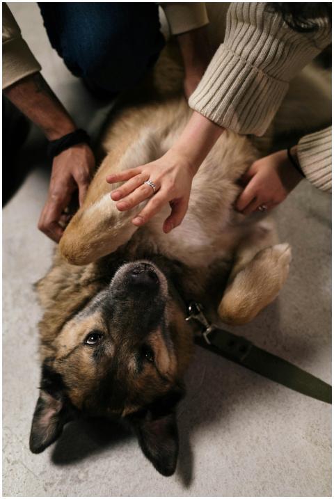 A relaxed German Shepherd dog enjoying petting fro