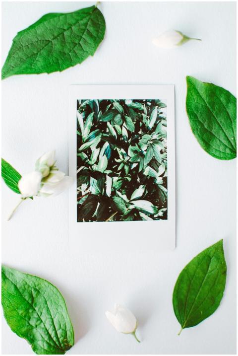 A Polaroid photo of vibrant green leaves surrounde