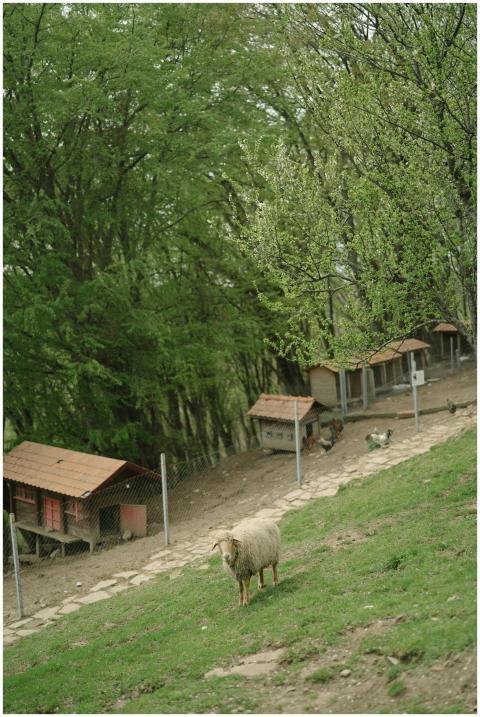 A serene rural landscape featuring sheep, wooden h