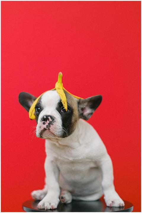 Adorable French Bulldog puppy with banana peel on
