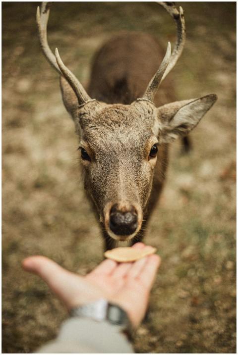 A close-up portrait of a deer being fed by hand in