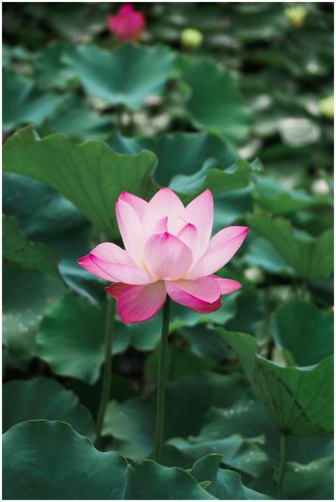 A pink lotus flower stands out in vibrant contrast