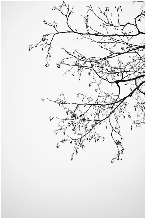 Silhouette of bare tree branches against a stark s