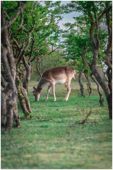 A tranquil scene of a deer grazing among trees in