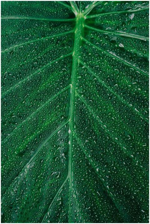 A detailed macro shot showcasing vibrant green lea