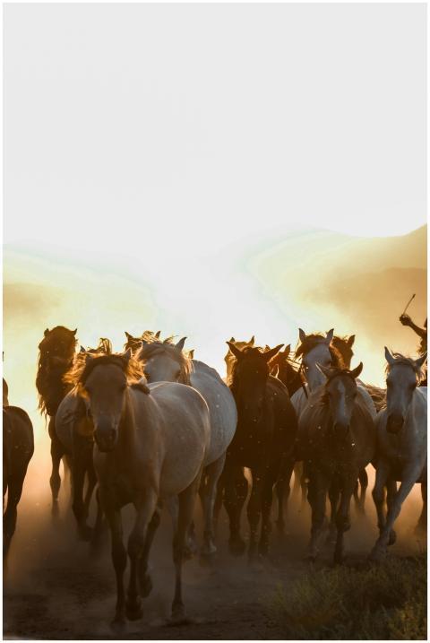 A herd of wild horses running through a dusty dese