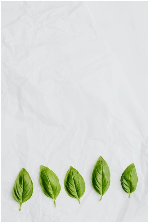 Minimalistic arrangement of fresh basil leaves on
