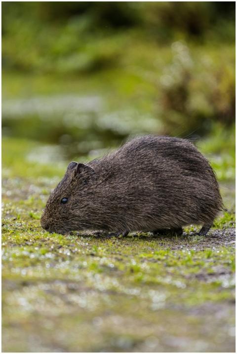 Side view of a rodent in the lush nature of Guatav