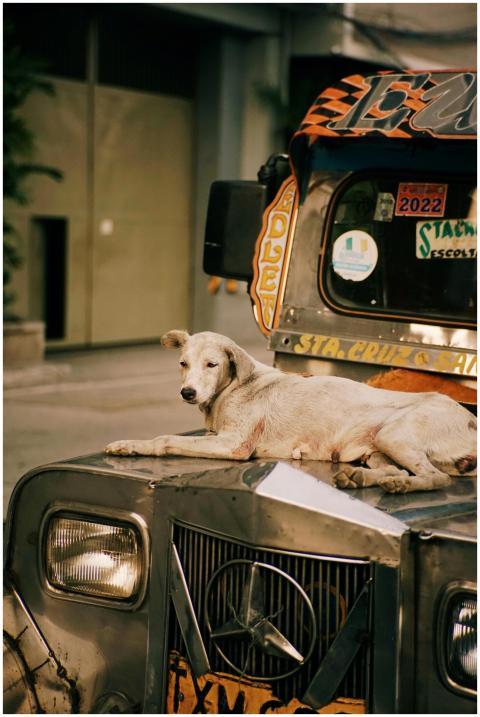 A laid-back dog rests on the hood of a classic jee