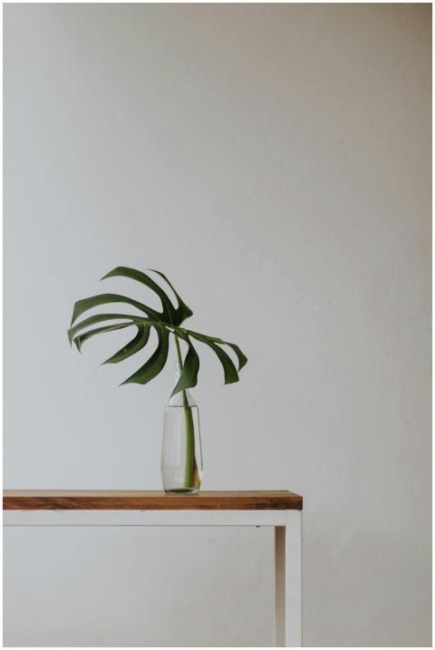 Elegant monstera leaf arrangement in a glass vase
