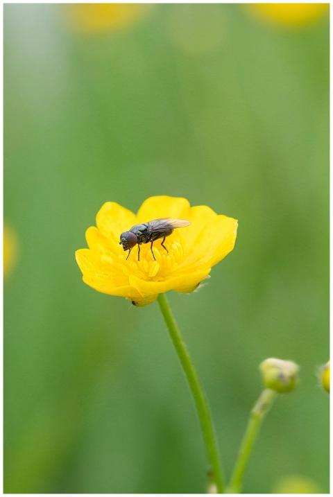 Close-up of a fly perched on a vibrant yellow flow