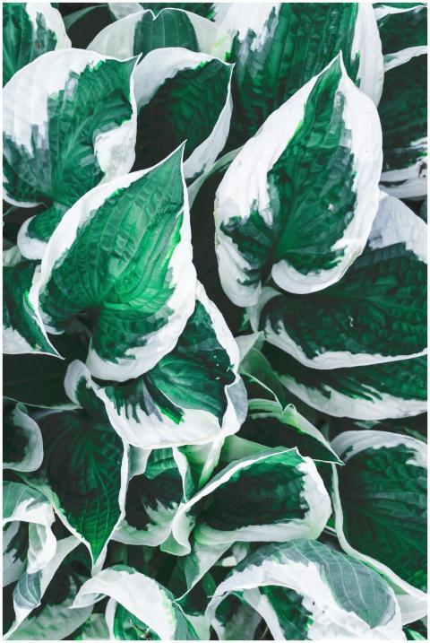 Close-up of vibrant green and white variegated hos