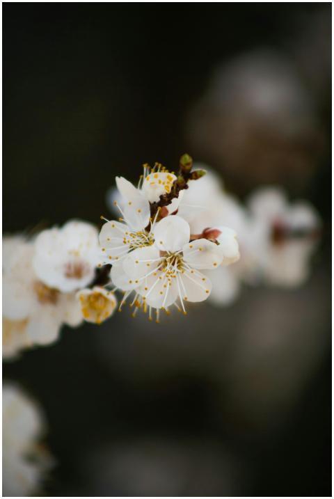 Detailed macro shot of delicate white cherry bloss