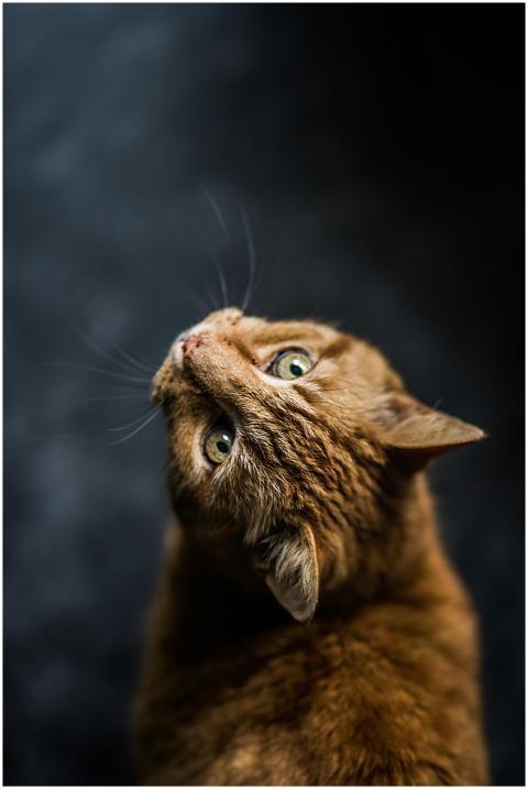 Charming tabby cat with green eyes gazing upward.