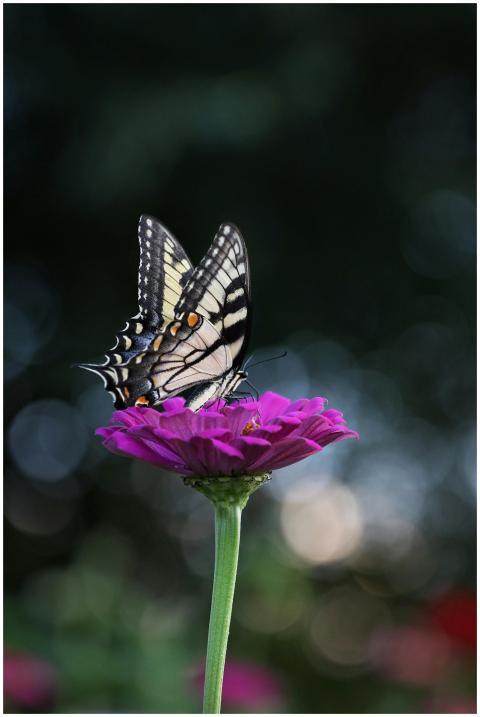 A striking butterfly perches delicately on a vibra