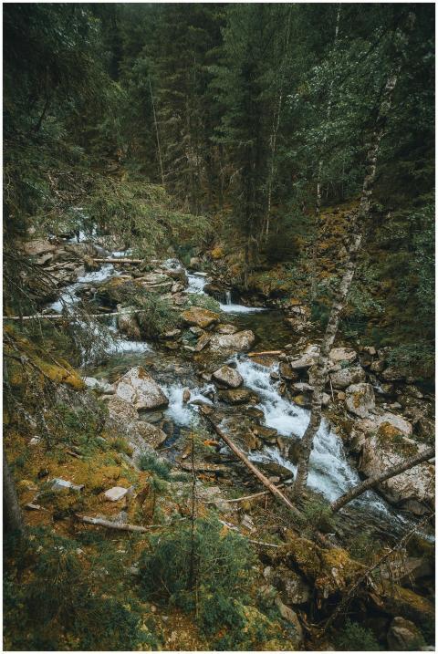 Tranquil forest stream with mossy rocks and dense