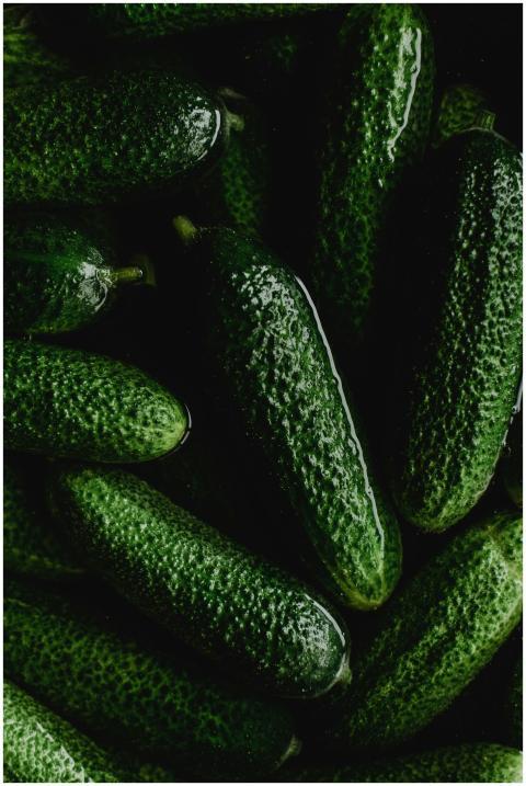 A close-up view of fresh, green cucumbers ready fo