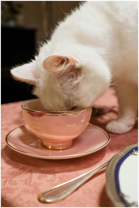 Charming image of a white cat curiously sipping fr