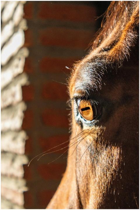 An expressive close-up of a horse's eye catching v