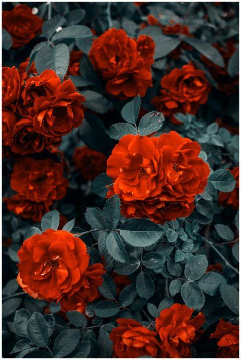 Beautiful red roses in full bloom surrounded by lu