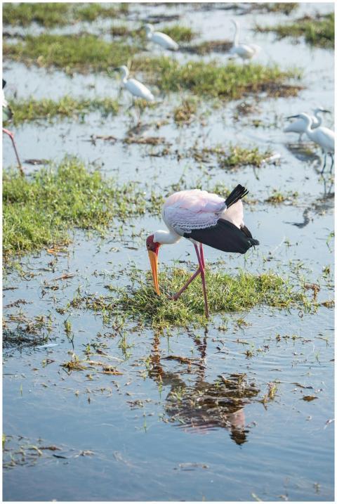 Yellow-billed stork foraging in a serene wetland,