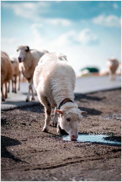 A flock of sheep in Czorsztyn, Poland, with one dr