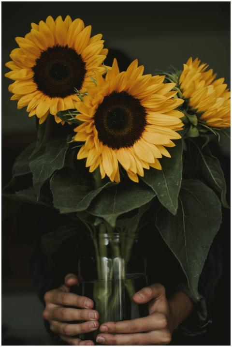 Beautiful sunflowers in a clear glass vase held by