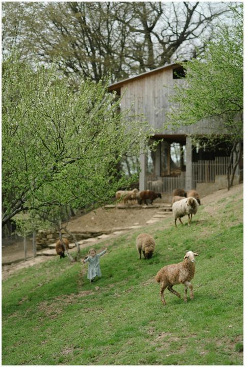 A child joyfully plays with sheep on a lush, green