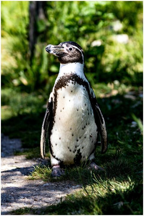 Humboldt Penguin enjoying a sunny day outdoors ami